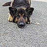 Rubby participe au concours pour gagner de l'argent avec cette photo : dog, german_shepherd, lying_down, tongue_out, outdoor, asphalt, pet, animal, fur, ears, face, nose, tail, pavement, resting, cute, playful, close_up, canine, background