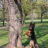 animal, canine, daytime, dog, ears_up, german_shepherd, grass, greenery, happy, nature, outdoor, park, pet, playful, spring, standing, sunlight, tongue_out, tree, trunk