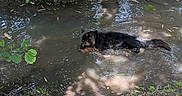 Rubby participe au concours pour gagner de l'argent avec cette photo : dog, water, stream, mud, forest, tree, leaf, greenery, sunlight, shadow, nature, outdoor, animal, canine, relaxing, summer, wet, bank, ground, environment