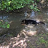 animal, bank, canine, dog, environment, forest, greenery, ground, leaf, mud, nature, outdoor, relaxing, shadow, stream, summer, sunlight, tree, water, wet