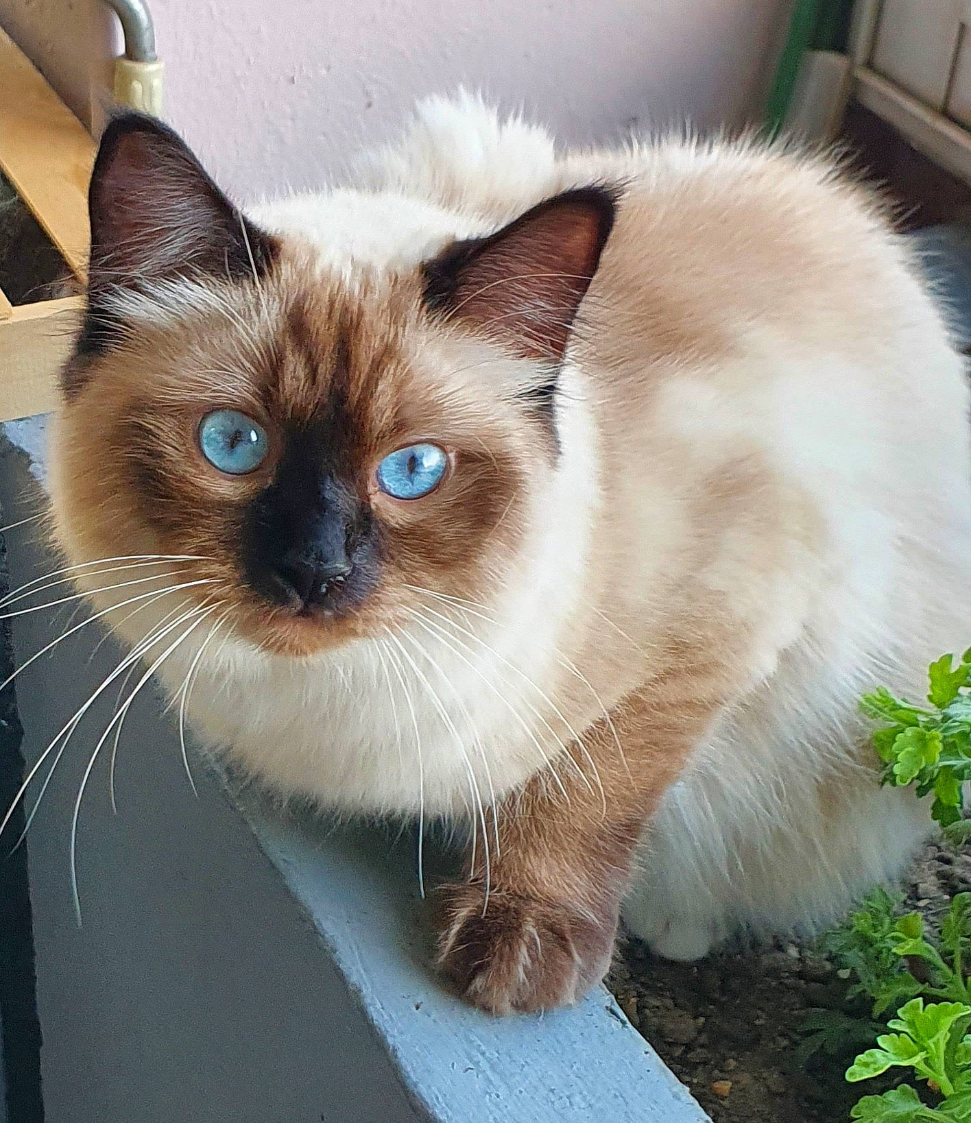 Sunny a rejoint le concours — aidez-le/la à gagner de superbes lots ! balinese, birman, carnivore, cat, domestic_short_haired_cat, electric_blue, fawn, felidae, flowerpot, fur, grass, iris, plant, siamese, small_to_medium_sized_cats, snout, terrestrial_animal, thai, tonkinese, whiskers