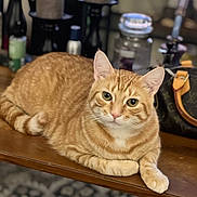 Apollo joined the competition — help win amazing prizes! cat, orange_tabby, pet, animal, indoor, wooden_surface, relaxed, calm, feline, whiskers, ears, eyes, table, decor, candles, bottle, blurred_background, domestic_cat, fur, resting