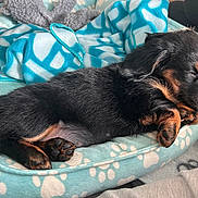 Heidi joined the competition — help win amazing prizes! puppy, dog, sleeping, bed, blanket, cozy, black_and_tan, fur, paw_prints, pet_bed, indoor, cute, small, resting, animal, canine, snout, paw, fur_texture, relaxation