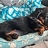 puppy, dog, sleeping, bed, blanket, cozy, black_and_tan, fur, paw_prints, pet_bed, indoor, cute, small, resting, animal, canine, snout, paw, fur_texture, relaxation