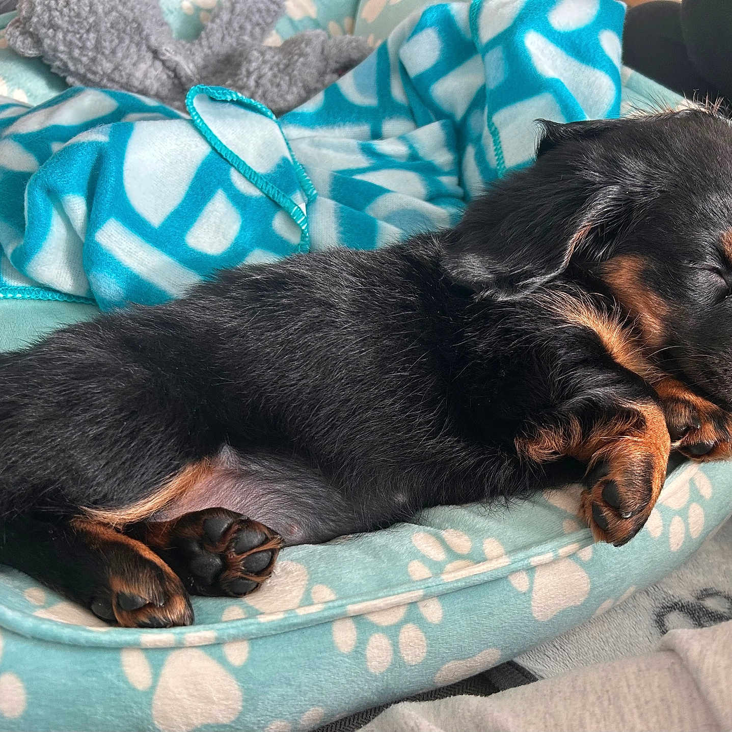 Heidi