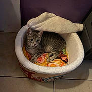 Luna joined the competition — help win amazing prizes! cat, tabby_cat, pet_bed, plush, indoor, floor_tile, purple_wall, cushion, animal, feline, resting, cozy, cute, looking, small, domestic_cat, fur, ears, whiskers, home