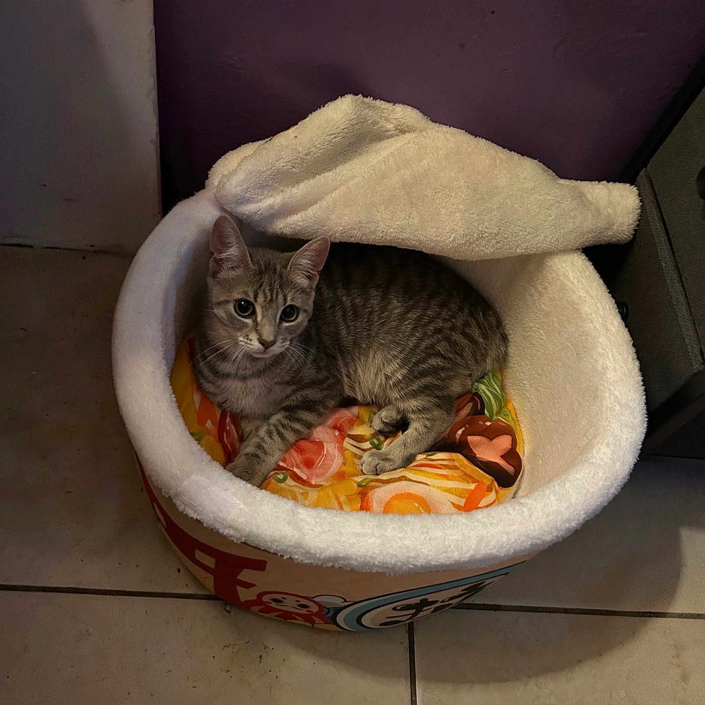 Luna joined the competition — help win amazing prizes! cat, tabby_cat, pet_bed, plush, indoor, floor_tile, purple_wall, cushion, animal, feline, resting, cozy, cute, looking, small, domestic_cat, fur, ears, whiskers, home