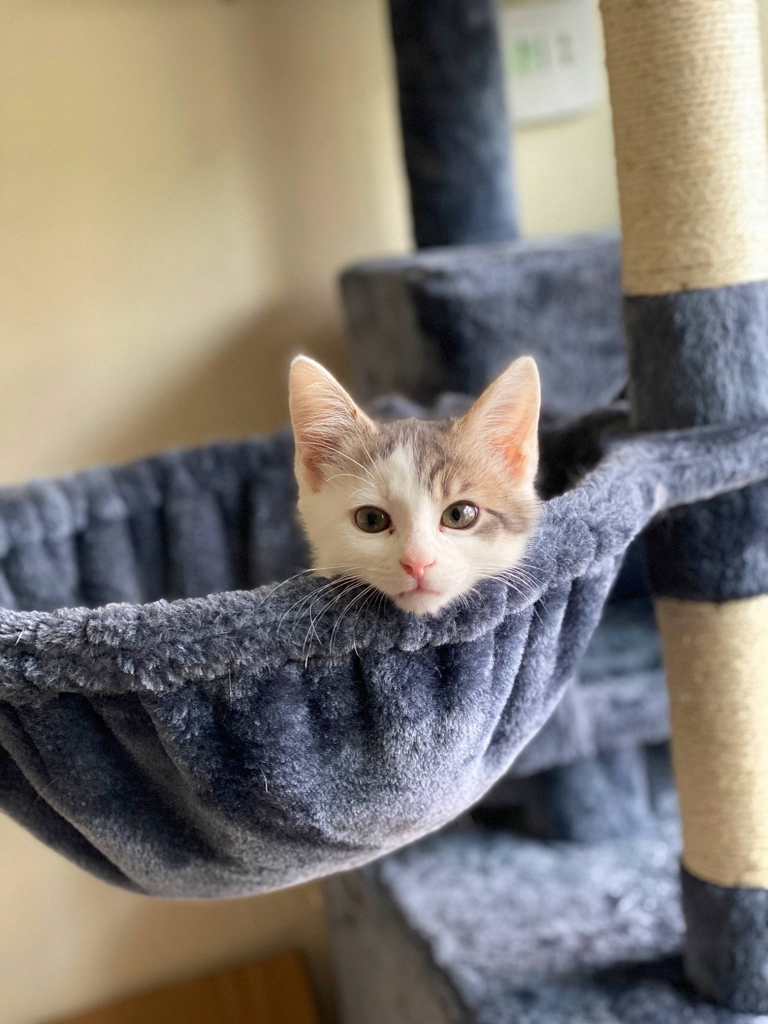 Pebbles joined the competition — help win amazing prizes! carnivore, cat, cat_supply, collar, domestic_short_haired_cat, fashion_accessory, fawn, felidae, fur, gesture, grey, human_leg, paw, sitting, small_to_medium_sized_cats, snout, tail, whiskers, window, wood