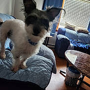 Toby is registered to the contest to win money with this photo: blue_curtains, blurry, coffee_table, couch, cozy, curious, dog, domestic_animal, furniture, furry, home, indoor, living_room, natural_light, pet_collar, pillows, quilted_cover, small_pet, window, wooden_floor