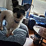 blue_curtains, blurry, coffee_table, couch, cozy, curious, dog, domestic_animal, furniture, furry, home, indoor, living_room, natural_light, pet_collar, pillows, quilted_cover, small_pet, window, wooden_floor