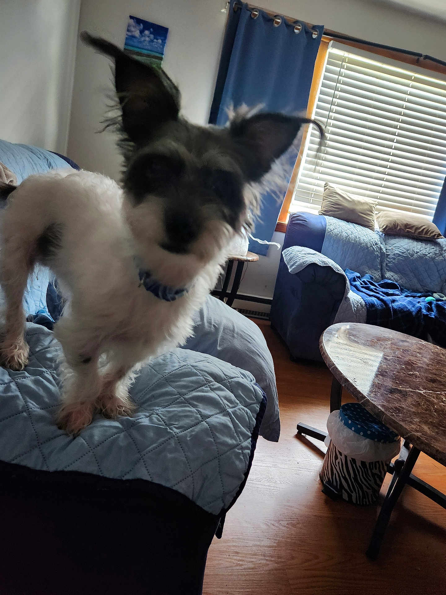 Toby