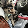 Teddy participe au concours pour gagner de l'argent avec cette photo : puppy, dog, blue_eyes, car_interior, steering_wheel, pink_steering_wheel_cover, striped_pants, person, lap, fur, close_up, window, seat, leather_jacket, cute, pet, animal, young_dog, indoor, looking