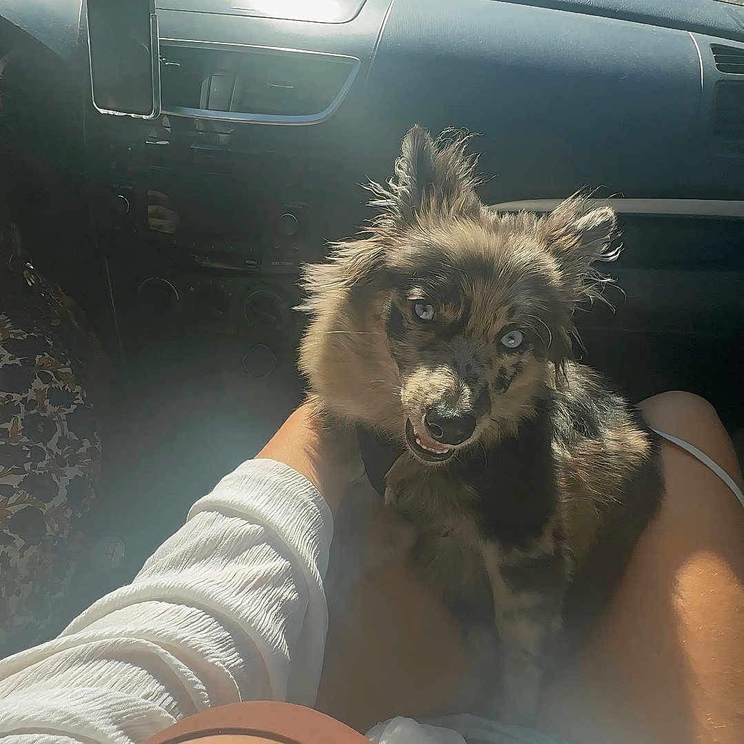 Teddy a rejoint le concours — aidez-le/la à gagner de superbes lots ! animal, car_interior, clothing, cute, dashboard, daytime, dog, fluffy, hand, lap, nature, person, pet, road, seatbelt, smiling, sunlight, travel, trees, window