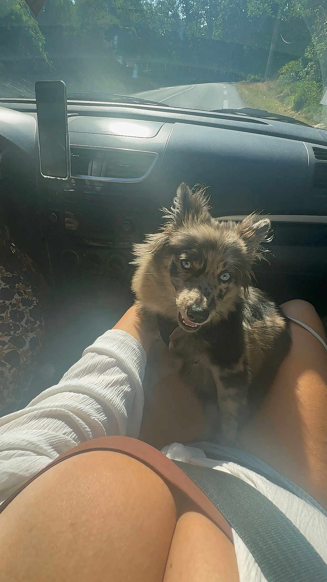 Teddy a rejoint le concours — aidez-le/la à gagner de superbes lots ! dog, car_interior, sunlight, lap, seatbelt, person, dashboard, road, window, pet, animal, fluffy, cute, travel, hand, clothing, nature, trees, daytime, smiling