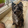 dog, blue_eyes, speckled_fur, sitting, balcony, tiles, person_leg, playful, pet, fur, ears, tongue, outdoor, railing, floor, domestic_animal, companion, animal, cute, alert