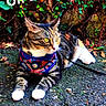 Trixie is registered to the contest to win money with this photo: adventure, animal, cat, closeup, colorful, curious, domestic_cat, fence, greenery, harness, leaves, nature, outdoor, pavement, pet, playful, resting, tabby, texture, whiskers