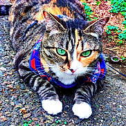 Trixie is registered to the contest to win money with this photo: alert, animal, cat, closeup, cute, feline, flower, fur, gravel, green_eyes, ground, harness, mammal, nature, outdoor, paw, pet, plant, resting, tabby