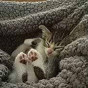 Little Bug joined the competition — help win amazing prizes! kitten, cat, sleeping, paws, blanket, cozy, cute, nap, fur, gray, soft, indoor, resting, domestic_animal, pet, feline, closeup, comfort, relaxation, background_objects