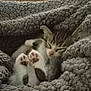kitten, cat, sleeping, paws, blanket, cozy, cute, nap, fur, gray, soft, indoor, resting, domestic_animal, pet, feline, closeup, comfort, relaxation, background_objects