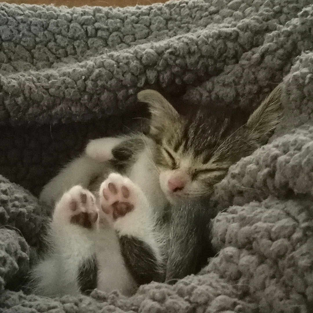 Little Bug joined the competition — help win amazing prizes! background_objects, blanket, cat, closeup, comfort, cozy, cute, domestic_animal, feline, fur, gray, indoor, kitten, nap, paws, pet, relaxation, resting, sleeping, soft