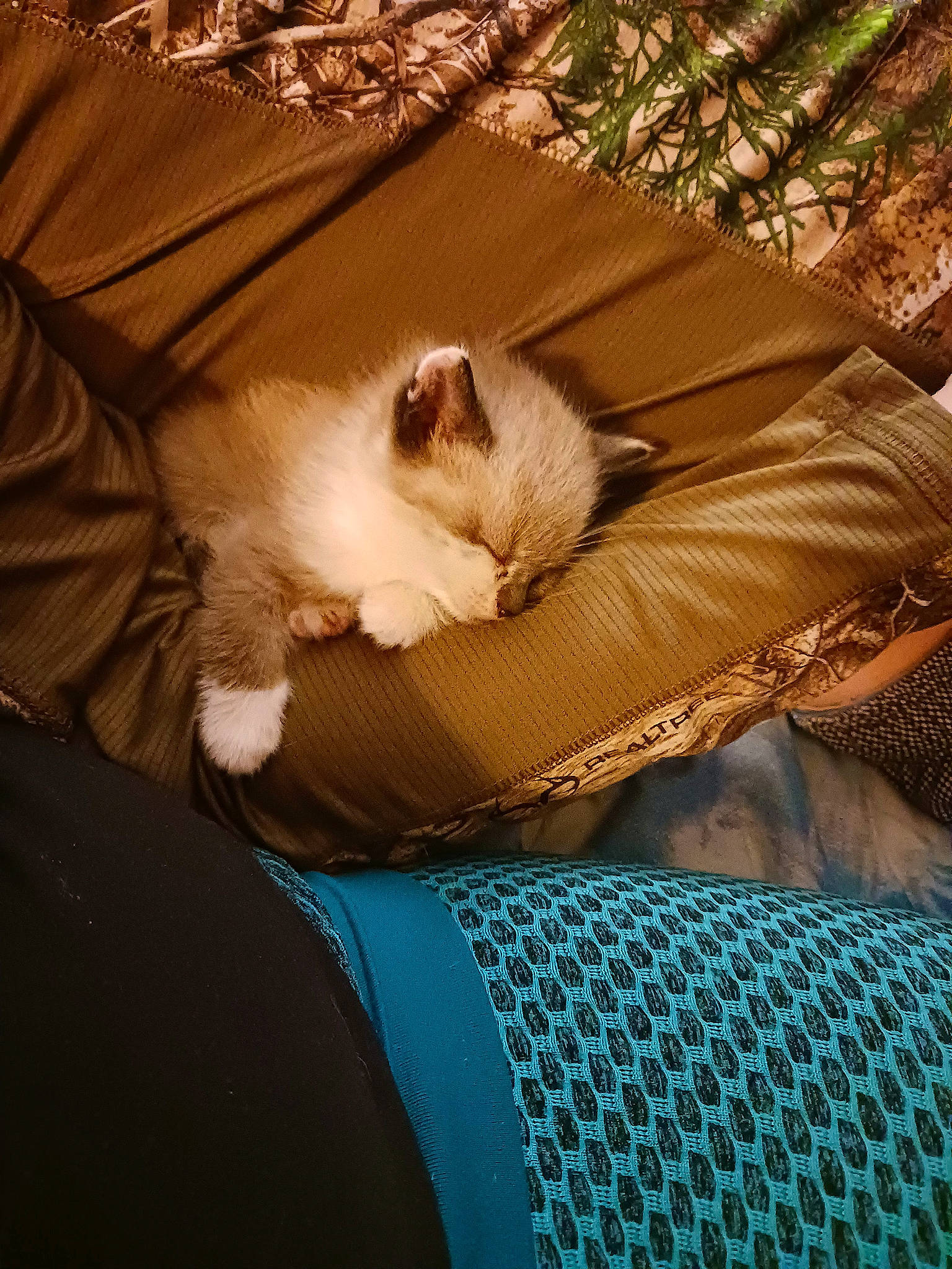 Unicorn joined the competition — help win amazing prizes! carnivore, cat, comfort, companion_dog, domestic_short_haired_cat, fawn, felidae, fur, linens, nap, paw, plant, sitting, small_to_medium_sized_cats, snout, tail, tints_and_shades, tree, whiskers, wood