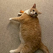 Lucky is registered to the contest to win money with this photo: cat, orange_cat, white_cat, pet, indoor, carpet, toy_crab, fur, laying_down, cute, animal, whiskers, relaxed, fluffy, looking, floor, playful, domestic_cat, paw, tail