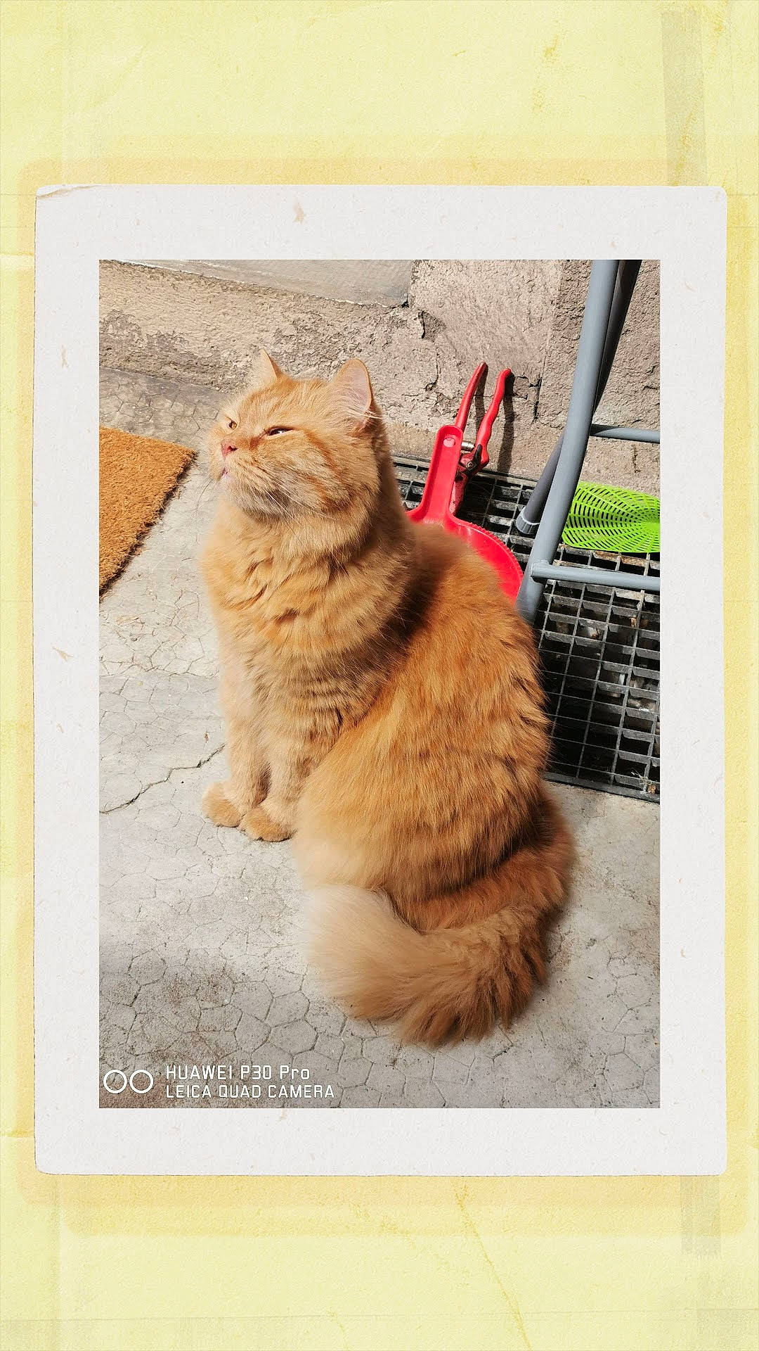 Tupac a rejoint le concours — aidez-le/la à gagner de superbes lots ! art, canidae, carnivore, cat, claw, companion_dog, dog_breed, domestic_short_haired_cat, fashion_accessory, felidae, font, fur, paper_product, paw, photo_caption, rectangle, small_to_medium_sized_cats, tail, terrestrial_animal, whiskers