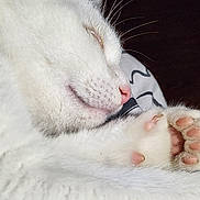 Rona a rejoint le concours — aidez-le/la à gagner de superbes lots ! adorable, animal, cat, close_up, cozy, cute, feline, fur, indoor, mammal, paw, peaceful, pet, pink_nose, relaxed, resting, sleeping, soft, whiskers, white_cat