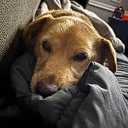 Ellie is registered to the contest to win money with this photo: dog, pet, blanket, couch, cozy, indoor, resting, sleepy, fur, animal, snuggle, comfort, brown, nose, ears, closeup, relaxation, home, domestic, portrait