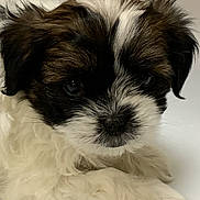 Adora joined the competition — help win amazing prizes! animal, background, black, brown, closeup, container, cute, dog, ears, face, fluffy, fur, indoor, laying, nose, pet, puppy, small, white, young