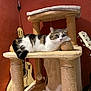 Léna participe au concours pour gagner de l'argent avec cette photo : cat, tabby_cat, cat_tree, sisal_rope, guitar, acoustic_guitar, indoor, pet, animal, resting, feline, fur, whiskers, ear, tail, wood, string_instrument, wall, red_wall, texture