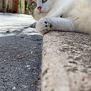 Léna participe au concours pour gagner de l'argent avec cette photo : cat, animal, outdoor, sidewalk, paw, curious, green_eyes, relaxed, street, sunlight, shadow, nature, feline, pet, close_up, quiet, urban, daytime, texture, background