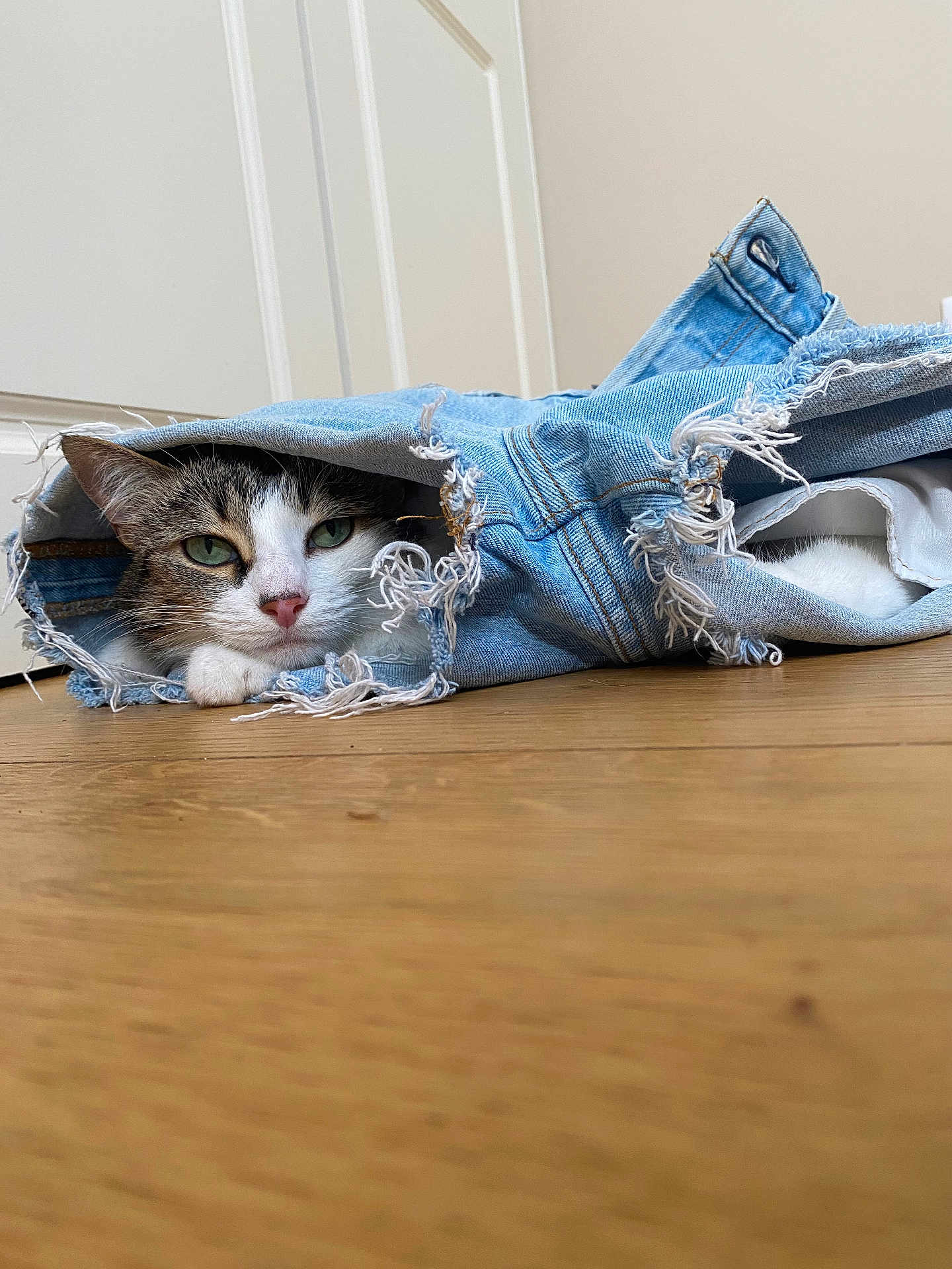 Léna participe au concours pour gagner de l'argent avec cette photo : cat, jeans, denim, floor, indoor, pet, animal, curious, resting, feline, clothing, texture, casual, home, cozy, green_eyes, whiskers, paw, relaxed, cute