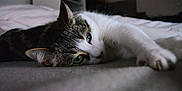 Léna participe au concours pour gagner de l'argent avec cette photo : cat, green_eyes, lying_down, indoor, pet, feline, whiskers, fur, resting, close_up, bed, soft, relaxed, animal, domestic_animal, cute, portrait, sleepy, cozy, tabby