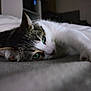 cat, green_eyes, lying_down, indoor, pet, feline, whiskers, fur, resting, close_up, bed, soft, relaxed, animal, domestic_animal, cute, portrait, sleepy, cozy, tabby