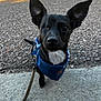 dog, black_dog, one-eyed, bandana, blue_bandana, sidewalk, leash, pet, cute, ears, outdoor, animal, canine, small_dog, portrait, looking_up, fur, friendly, alert, companion