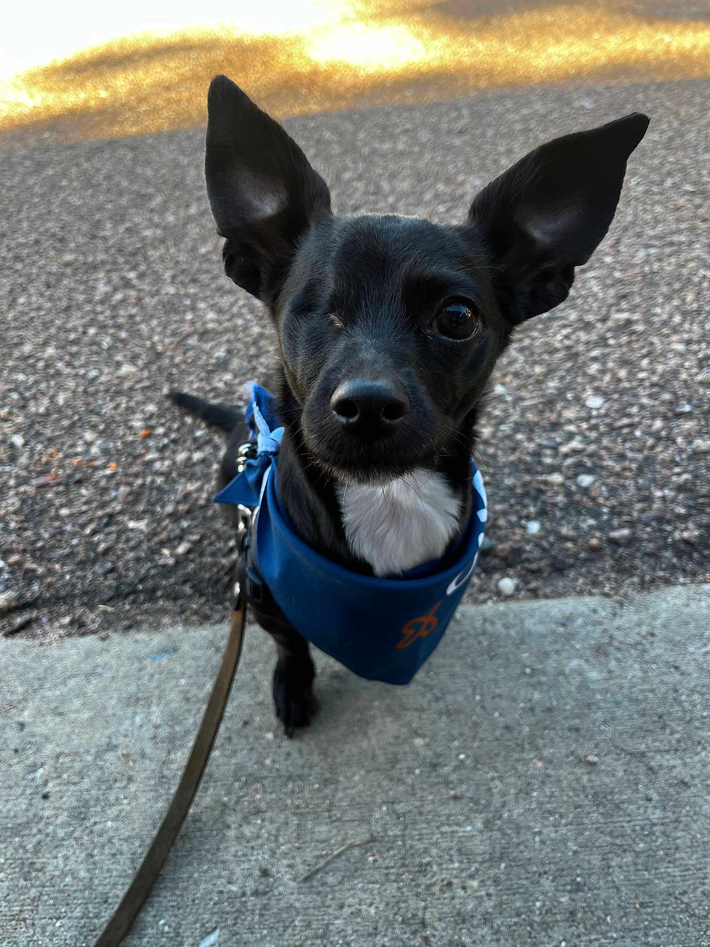 Sticky Styx joined the competition — help win amazing prizes! dog, black_dog, one-eyed, bandana, blue_bandana, sidewalk, leash, pet, cute, ears, outdoor, animal, canine, small_dog, portrait, looking_up, fur, friendly, alert, companion