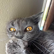 Pancake joined the competition — help win amazing prizes! cat, gray_cat, pet, close_up, yellow_eyes, whiskers, paw, feline, indoor, animal, cute, fur, portrait, grooming, looking, mammal, face, ears, home, natural_light