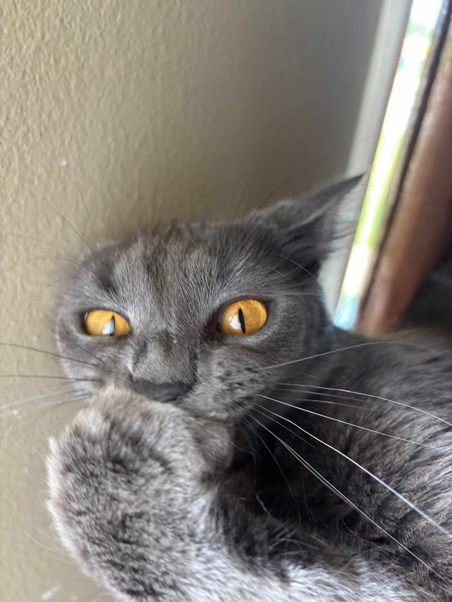 Pancake joined the competition — help win amazing prizes! cat, gray_cat, pet, close_up, yellow_eyes, whiskers, paw, feline, indoor, animal, cute, fur, portrait, grooming, looking, mammal, face, ears, home, natural_light