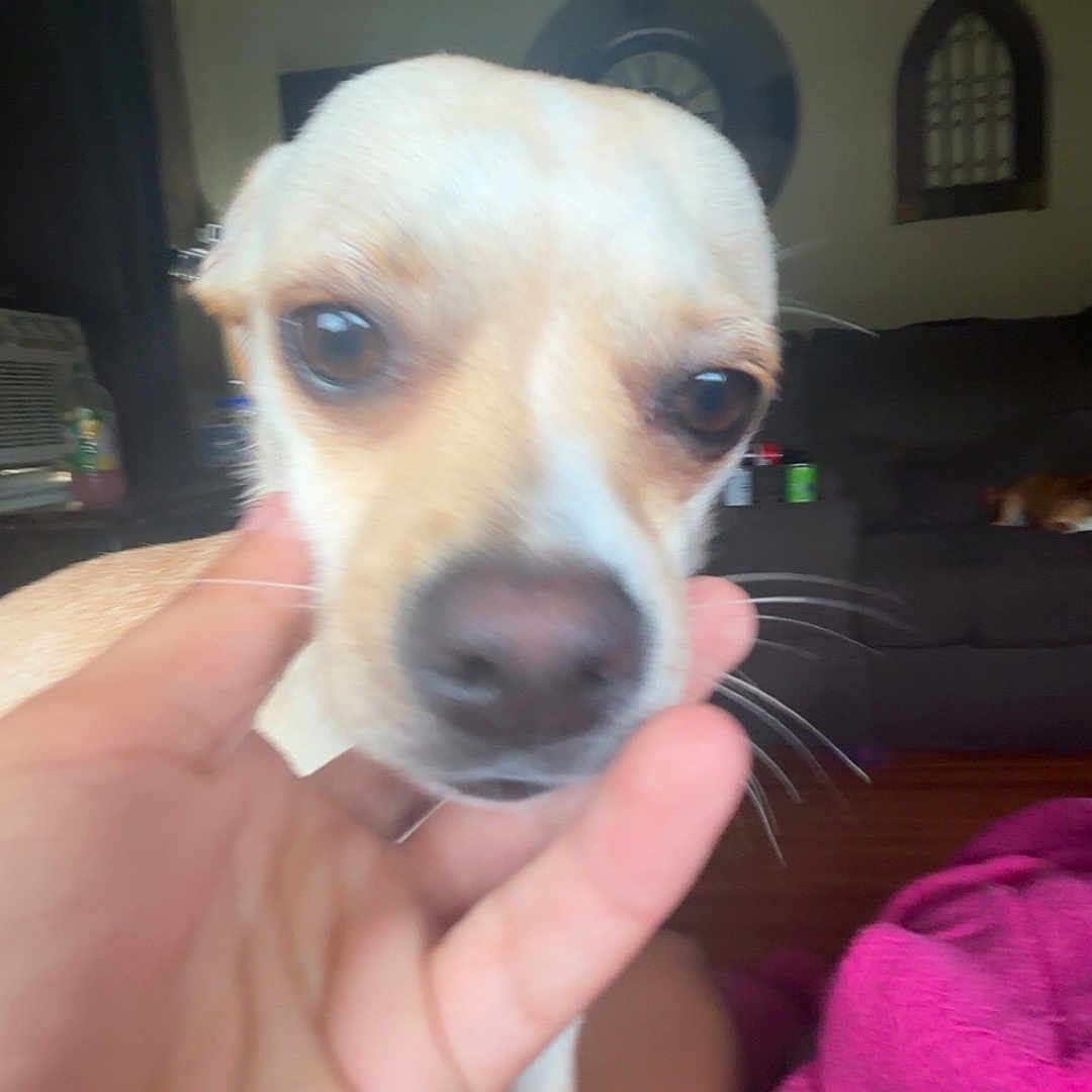 Lilly is registered to the contest to win money with this photo: animal, blurred_background, brown, close_up, comfort, couch, cozy, dog, face, fur, hand, home, human_hand, indoor, living_room, pet, relaxation, small_dog, whiskers, white