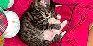 Stanley is registered to the contest to win money with this photo: animal, box, cat, comfort, cozy, cute, domestic_animal, feline, fur, indoor, kitten, pet, plush_toy, red_blanket, resting, sleeping, small, snuggling, soft, tabby
