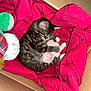 animal, box, cat, comfort, cozy, cute, domestic_animal, feline, fur, indoor, kitten, pet, plush_toy, red_blanket, resting, sleeping, small, snuggling, soft, tabby