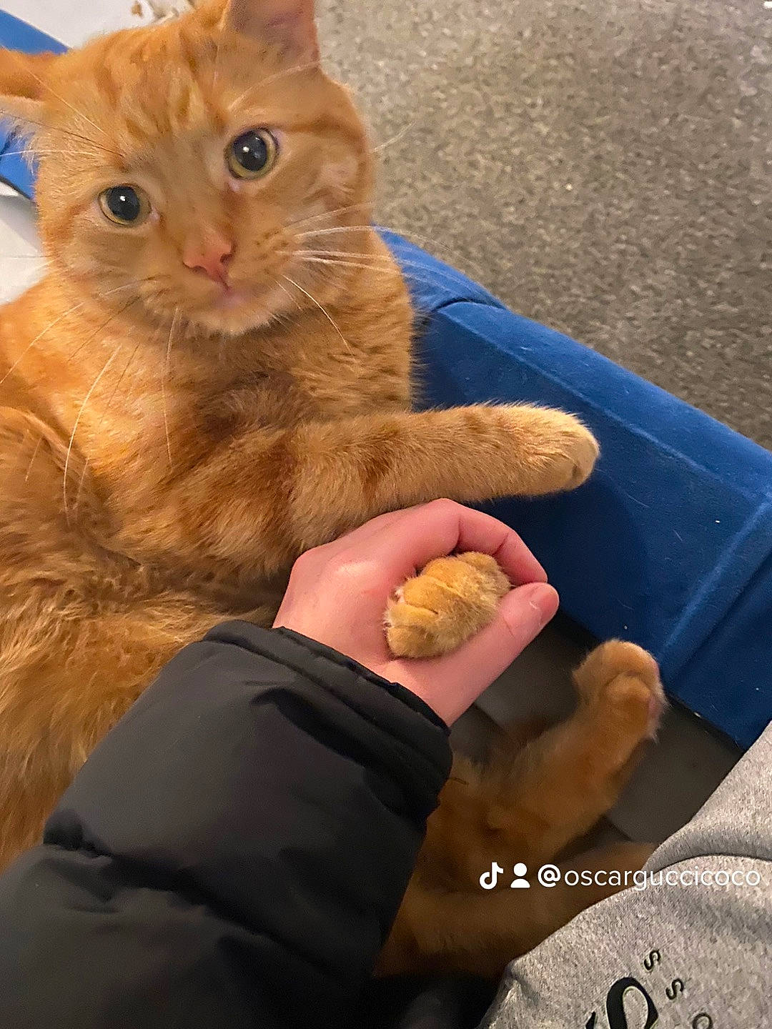 Oscar joined the competition — help win amazing prizes! box, carnivore, cat, claw, comfort_food, domestic_short_haired_cat, fawn, felidae, finger_food, food, fur, gesture, junk_food, nail, paw, small_to_medium_sized_cats, snout, tail, thumb, whiskers