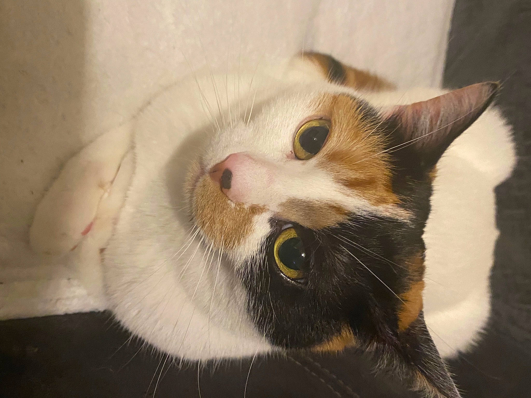 Coco joined the competition — help win amazing prizes! art, carnivore, cat, domestic_short_haired_cat, door, ear, eye, fang, felidae, fur, head, paw, small_to_medium_sized_cats, snout, tail, whiskers