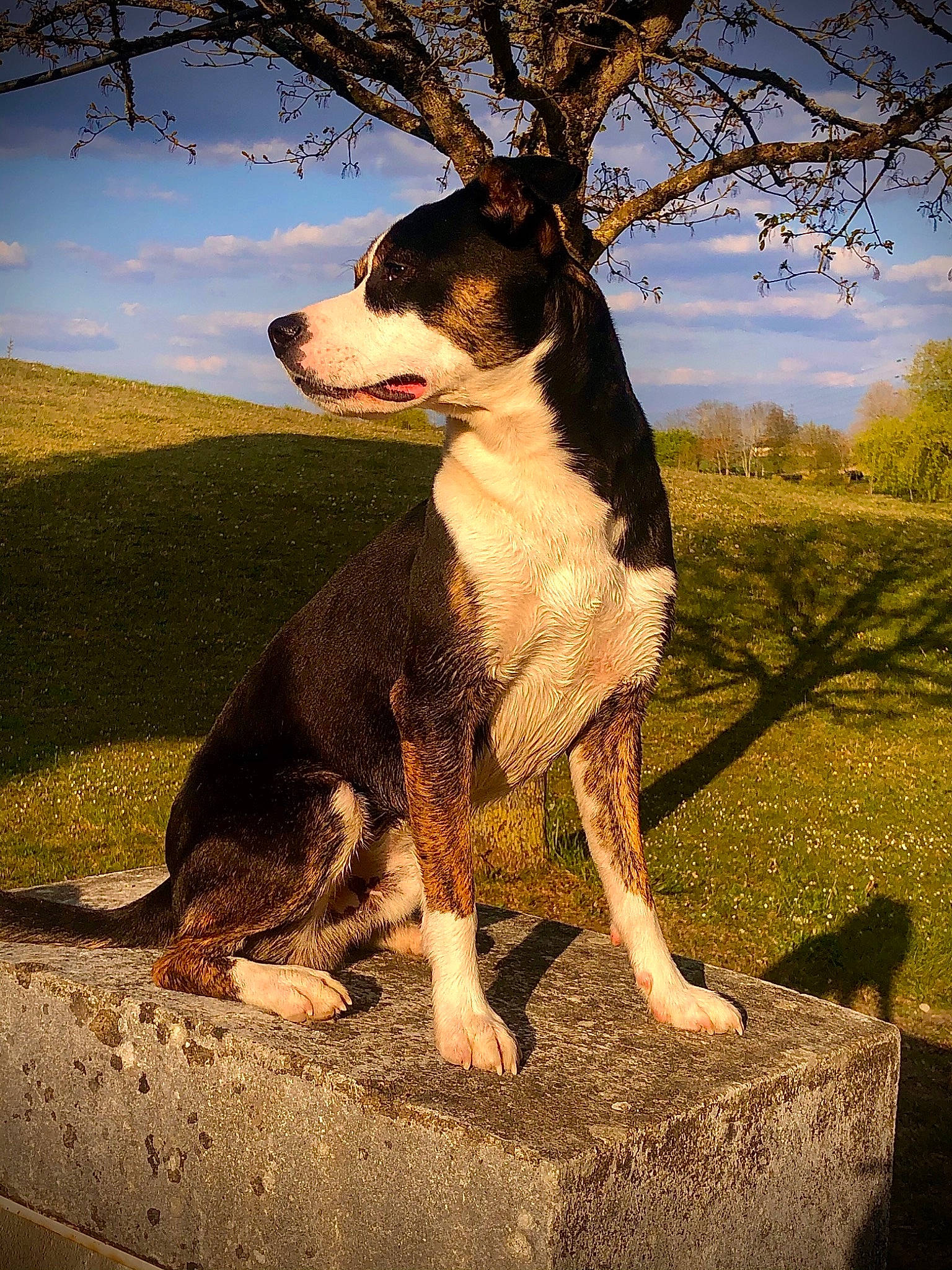 Pogo a rejoint le concours — aidez-le/la à gagner de superbes lots ! art, canidae, carnivore, cloud, companion_dog, dog, dog_breed, grass, herding_dog, landscape, plant, rock, sky, snout, sporting_group, tail, tints_and_shades, tree, working_animal, working_dog