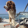 dog, boat, water, sky, sunny, tongue_out, blue_eyes, brown_and_white, marine, sailboats, outdoor, pet, animal, canine, marine_equipment, leash, deck, summer, vacation, happy