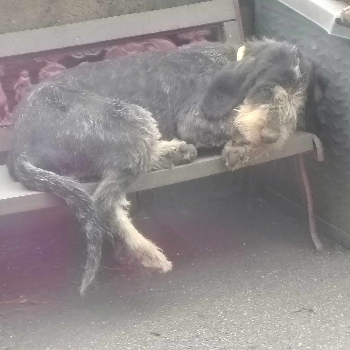 Abby a rejoint le concours — aidez-le/la à gagner de superbes lots ! dog, dogs, small_dog, scruffy_dog, sleeping, lying_down, bench, outdoor, patio, furniture, gray_fur, white_fur, beard, paws, tail, relaxed, resting, companion, concrete, casual_photo