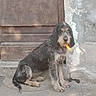 dog, puppy, wire_haired, black_and_white, sitting, carrot, outdoor, doorway, stone_wall, concrete, pavement, rustic, portrait, pet, animal, floppy_ears, beard, scruffy, centered, natural_light