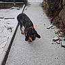 Abby a rejoint le concours — aidez-le/la à gagner de superbes lots ! dog, snow, winter, outdoor, garden, path, fence, gate, stone, wall, leaves, trees, black_and_tan, collar, standing, sniffing, exploring, animal, pet, snowy_landscape