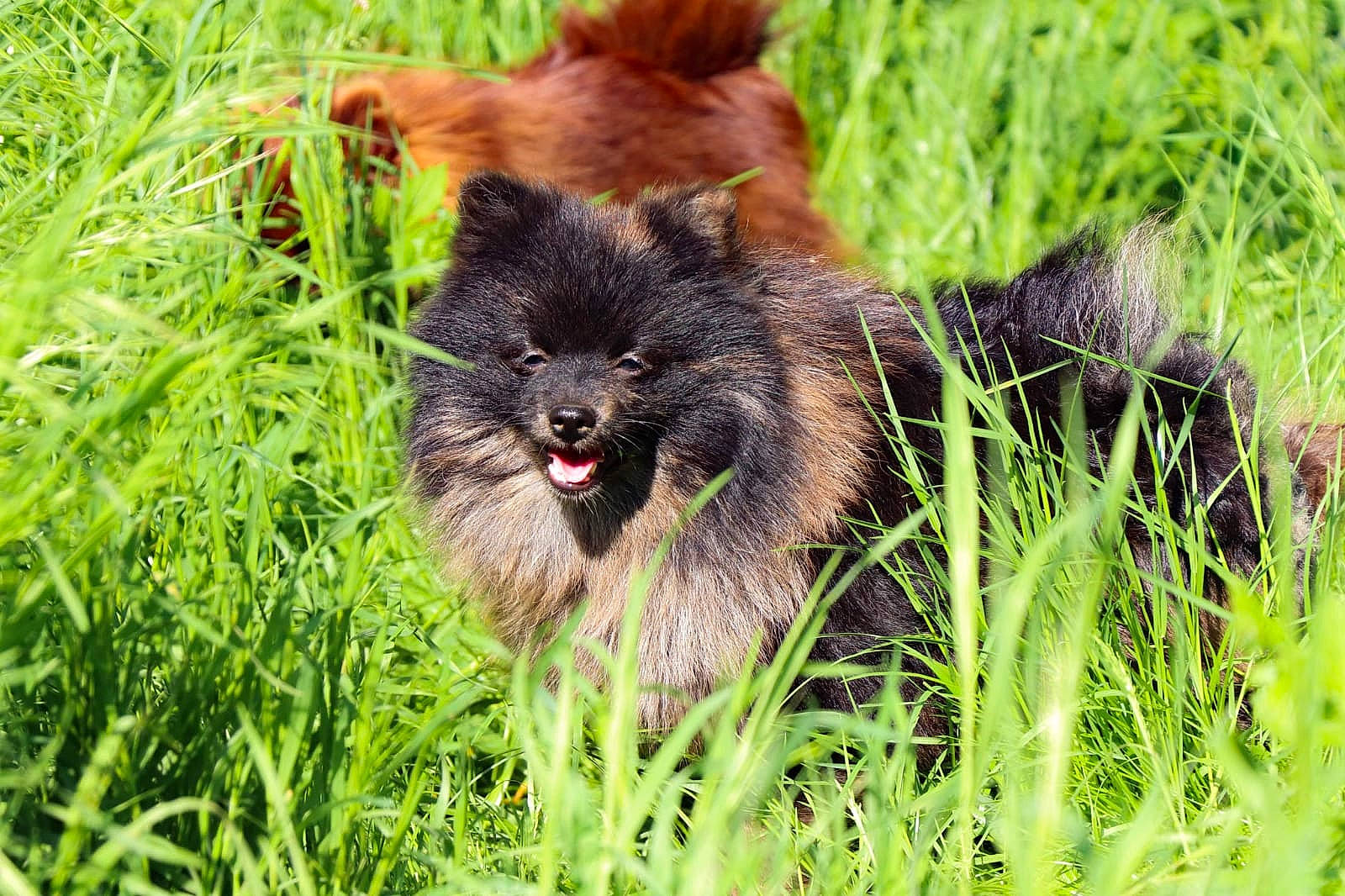 Packo participe au concours pour gagner de l'argent avec cette photo : canidae, carnivore, companion_dog, dog_breed, fawn, felidae, fur, grass, grassland, groundcover, paw, plant, prairie, puppy, snout, sporting_group, tail, terrestrial_animal, whiskers, wildlife